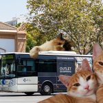 Haustiere dürfen in Palma mit in den Bus