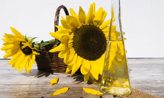 Sonnenblumenöl – limitierte Auflage