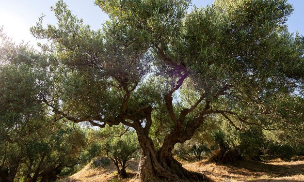 Schon gewusst? Mallorcas Olivenöl wird 20
