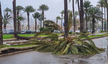 Bis zu 120 km/h – Sturmwarnung für Mallorca