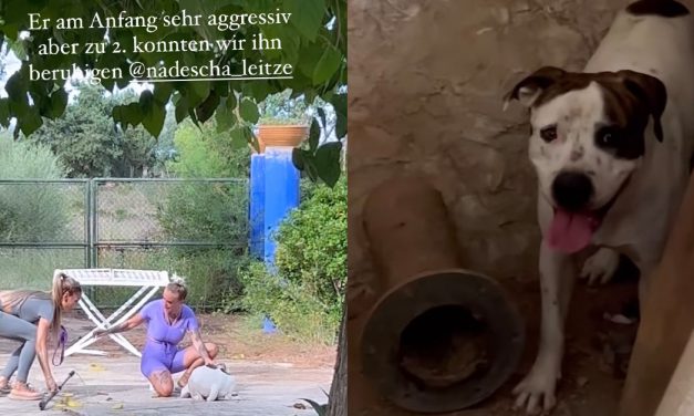 Tierschützer befreien Hunde von der Finca von Annika und Kevin K.