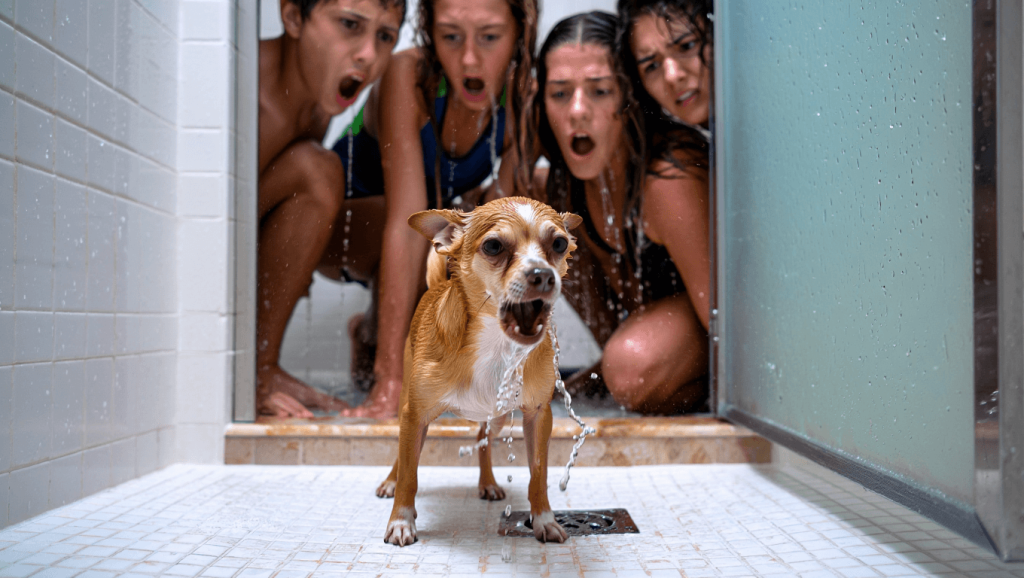 Unter der Dusche macht „Killer-Chihuahua“ Ariel die Camper vollends verrückt