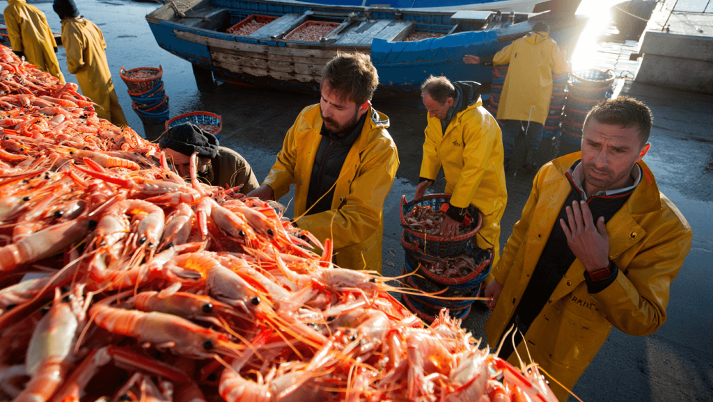 Scampi – ein Königreich für den Kaisergranat