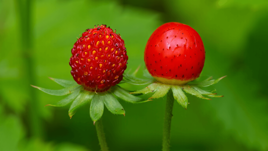 Diese Beeren sehen aus wie Erdbeeren - sind aber keine