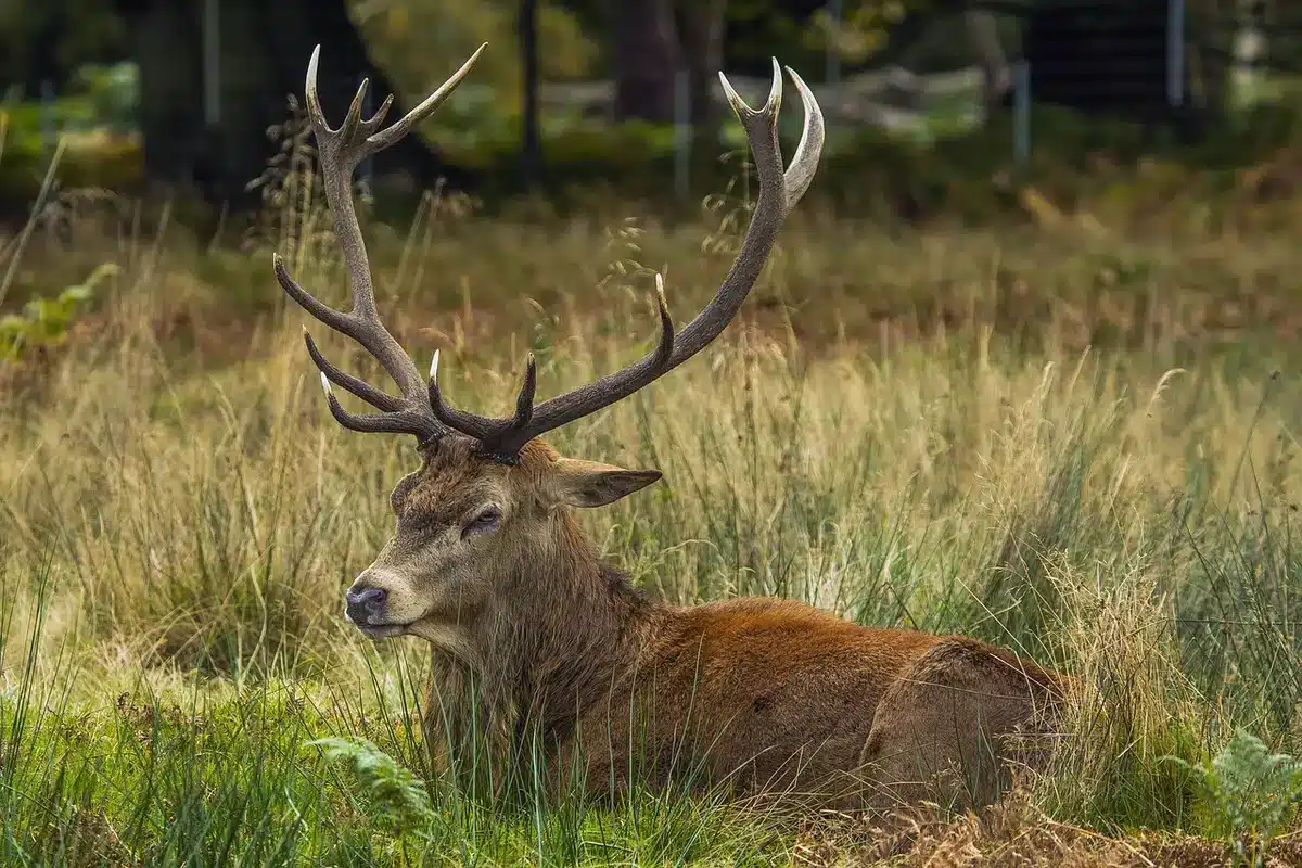 Uitzicht op Richmond Park vanaf een woonstraat nabij een atelier