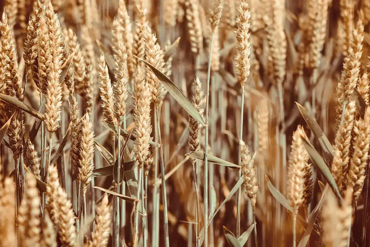 Besucher mit Körben auf einem Selbstpflück-Feld, festes Schuhwerk sichtbar