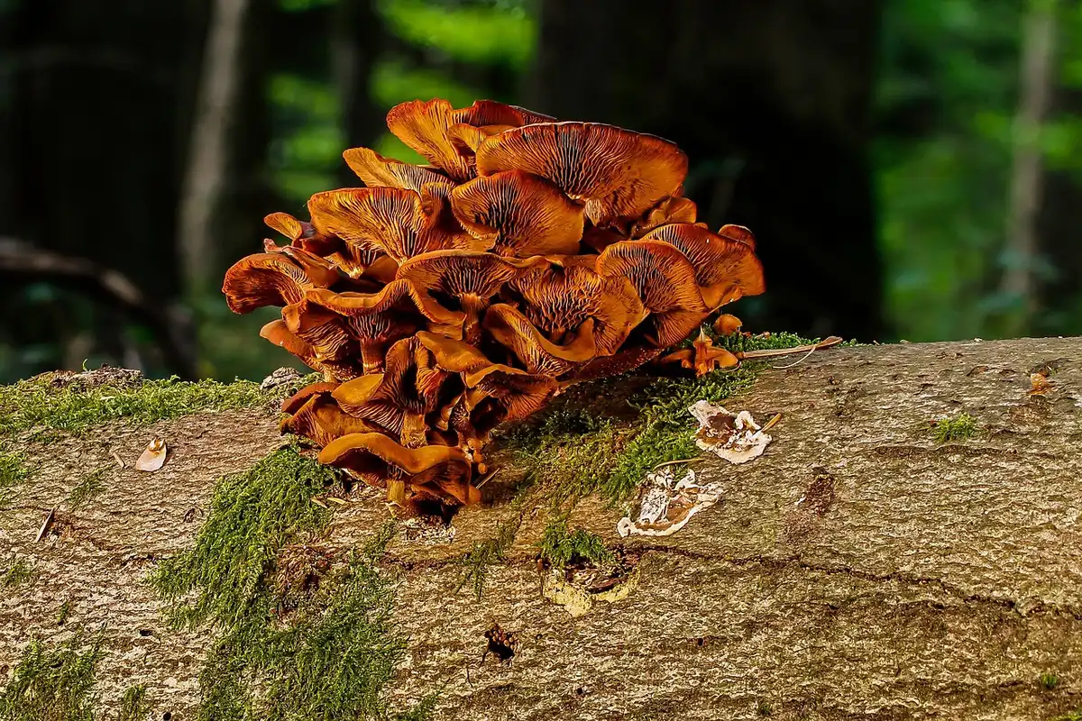 Mensen die geduldig naar paddenstoelen kijken in een bos, dichtbij opname